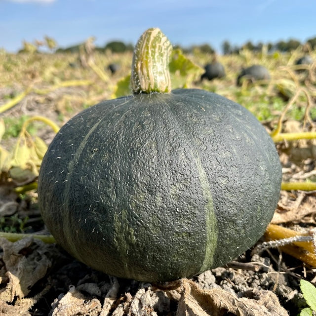 Hokkaido Pumpkin Sweet Mama, Dark Green, Chestnut-Like Sweet, NL *