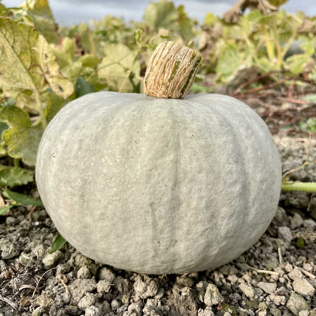 Hokkaido Pumpkin Delica Moon, Grey Green, Nutty-Like Sweet, NL *