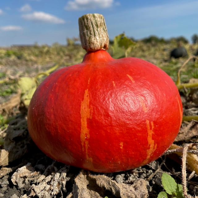 Hokkaido Pumpkin Kaori Kuri, Orange, NL *